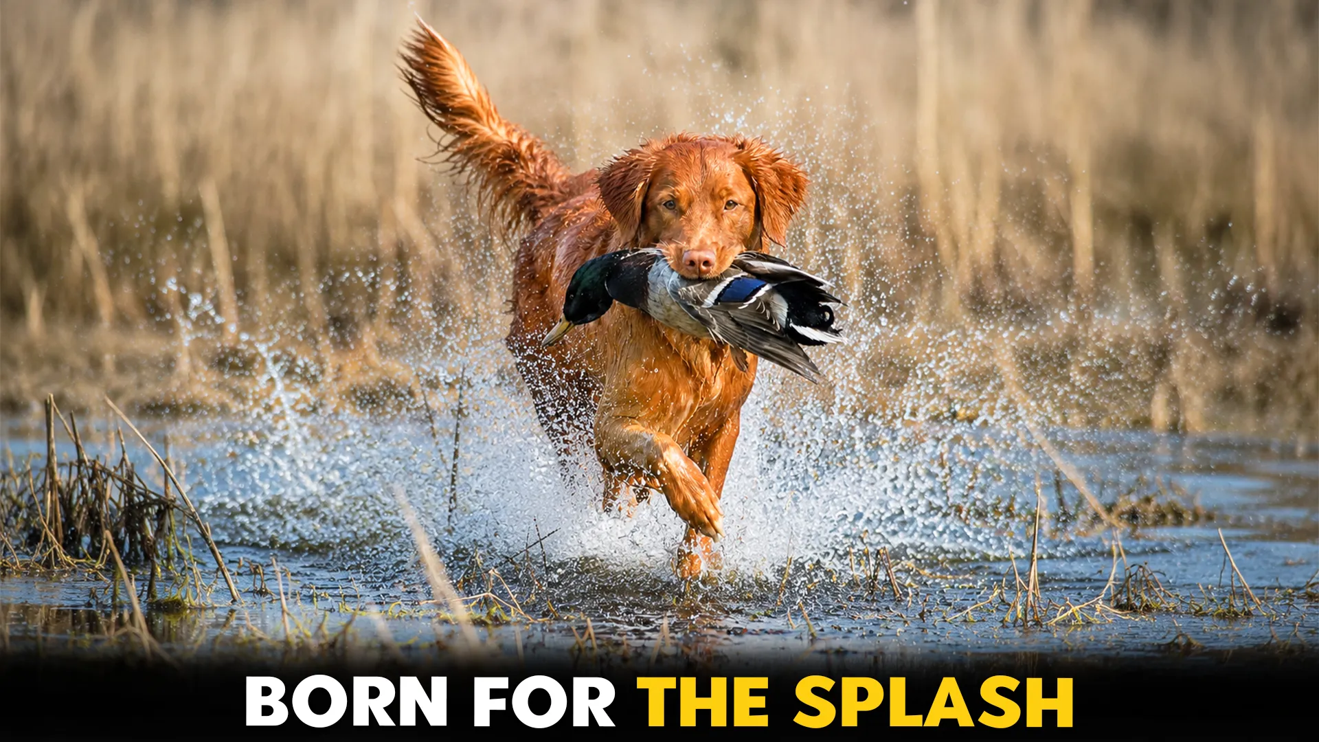 Top-10-Dog-Breeds-Specializing-in-Waterfowl-Retrieval