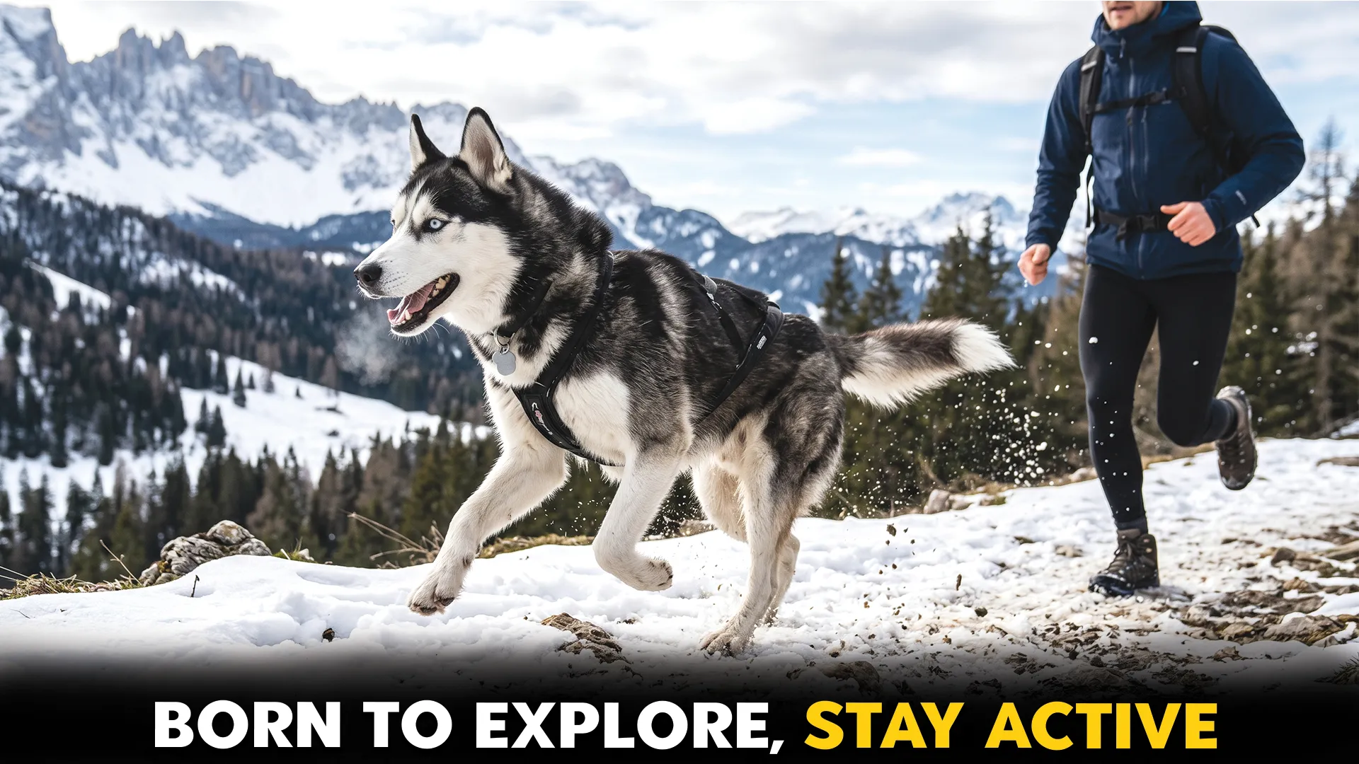 Top 7 Dog Breeds for Active and Adventurous Owners