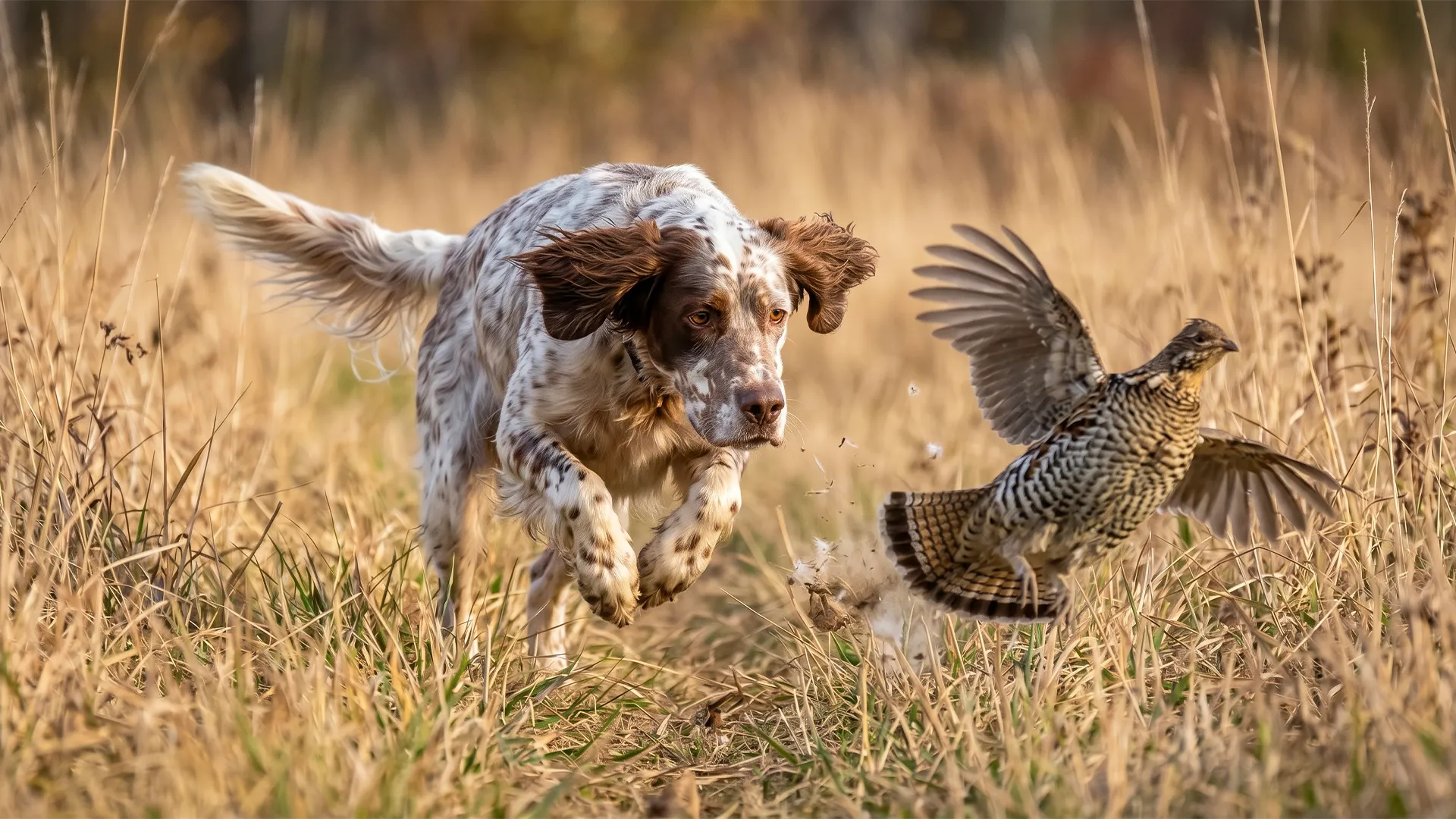 Top-7-Hunting-Dog-Breeds-Skilled-in-Trail-Tracking