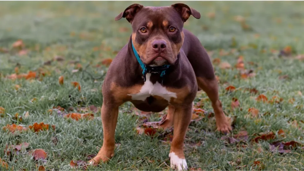 2/3rd of Dog Bite-related Injuries in a Philadelphia Hospital Involved Pitbulls (NCBI)