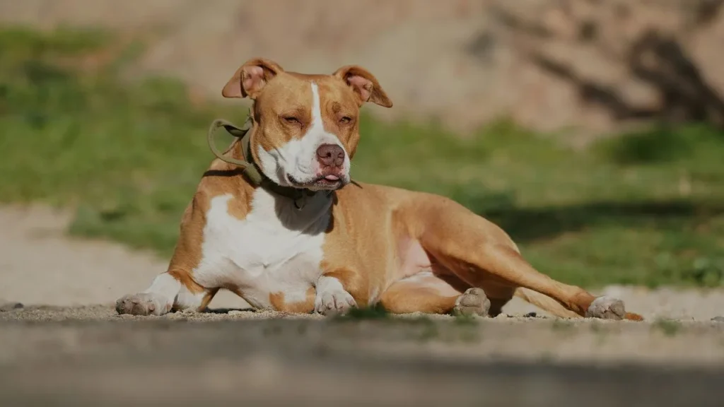 Pit Bulls Are Not a Great Threat to Humans (The National Canine Research Council)