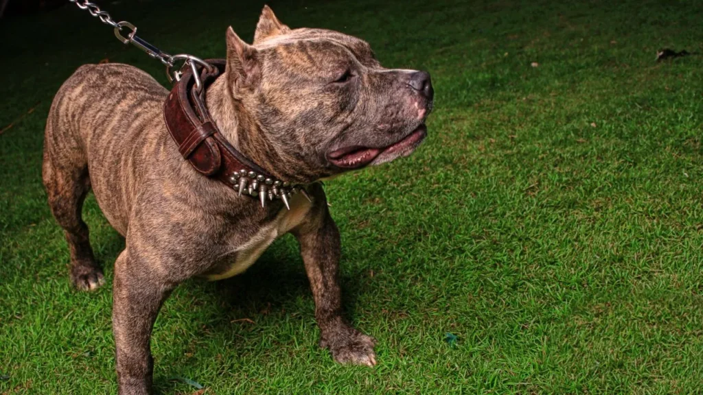 In 2021, 4.8% of Pitbulls Were Advertised for Sale (ANIMALS 24-7)