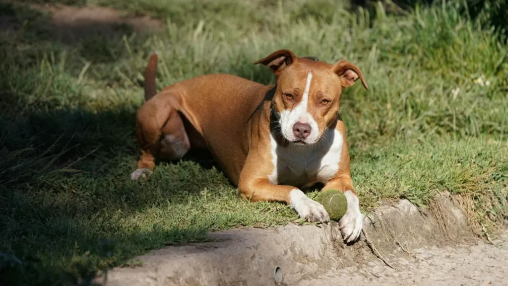 Approximately 1 Million Pit Bulls Are Euthanized Each Year (Oklahoma Animal Alliance)
