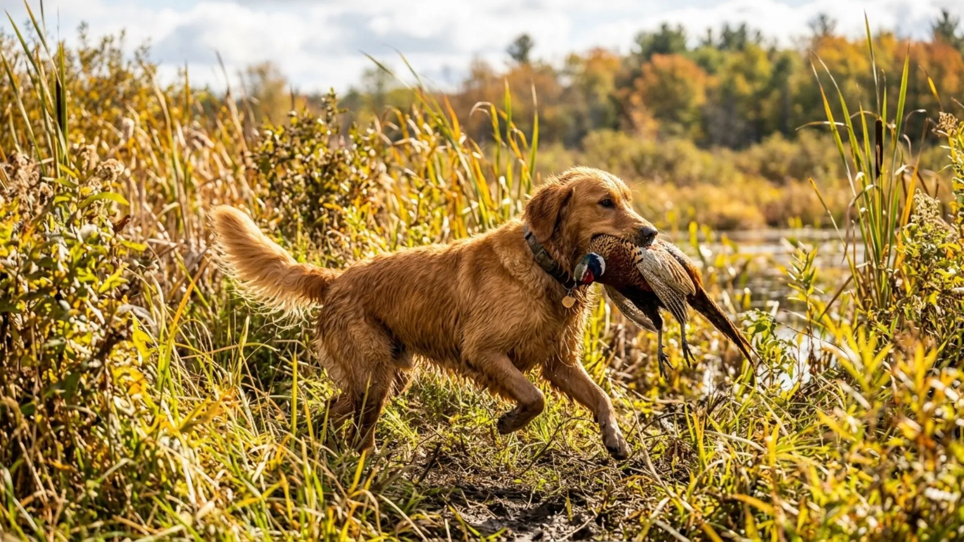 Top 7 Dog Breeds For Tracking and Retrieving Wildlife