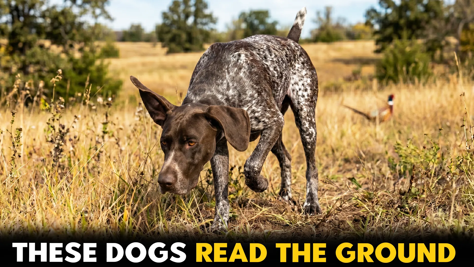 7-Best-Dog-Breeds-for-Hunting-and-Scent-Tracking-1 (1)