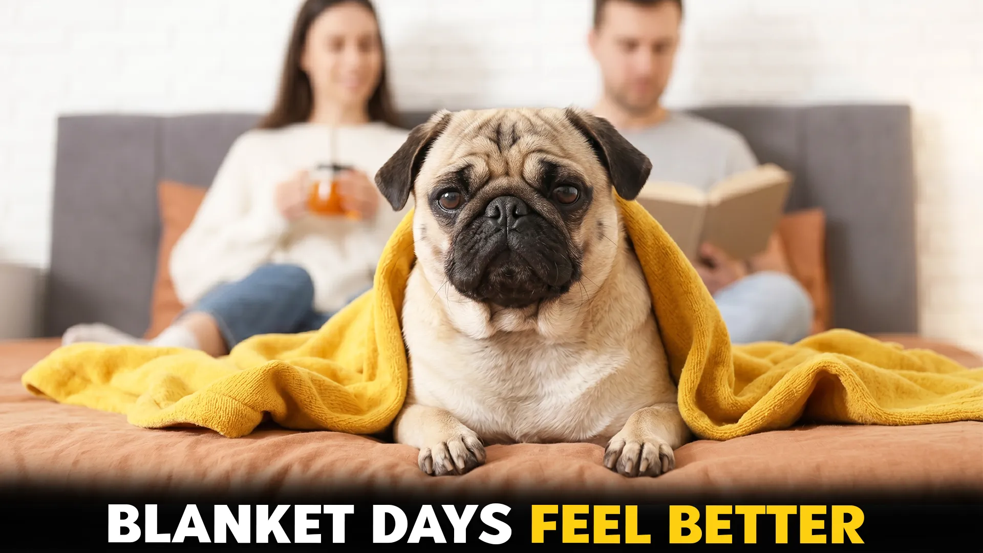 7-Calm-Dog-Breeds-Ideal-for-Families-Who-Prefer-Relaxed-Days