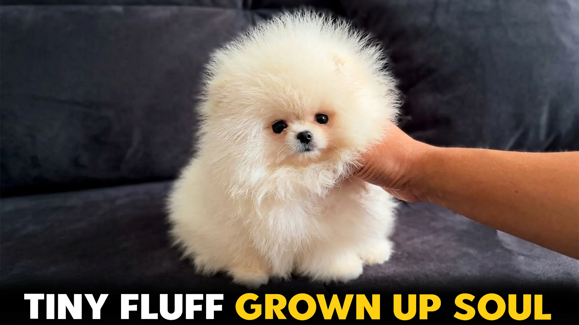 7-Fluffy-Small-Dog-Breeds-With-Grown‑Up-Temperament
