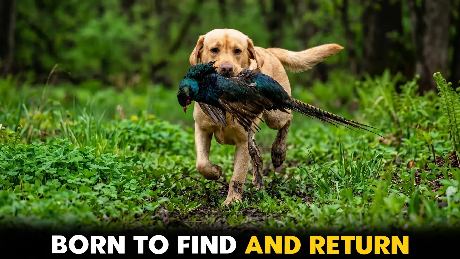 9 Best Dog Breeds for Hunters: Tracking and Retrieving