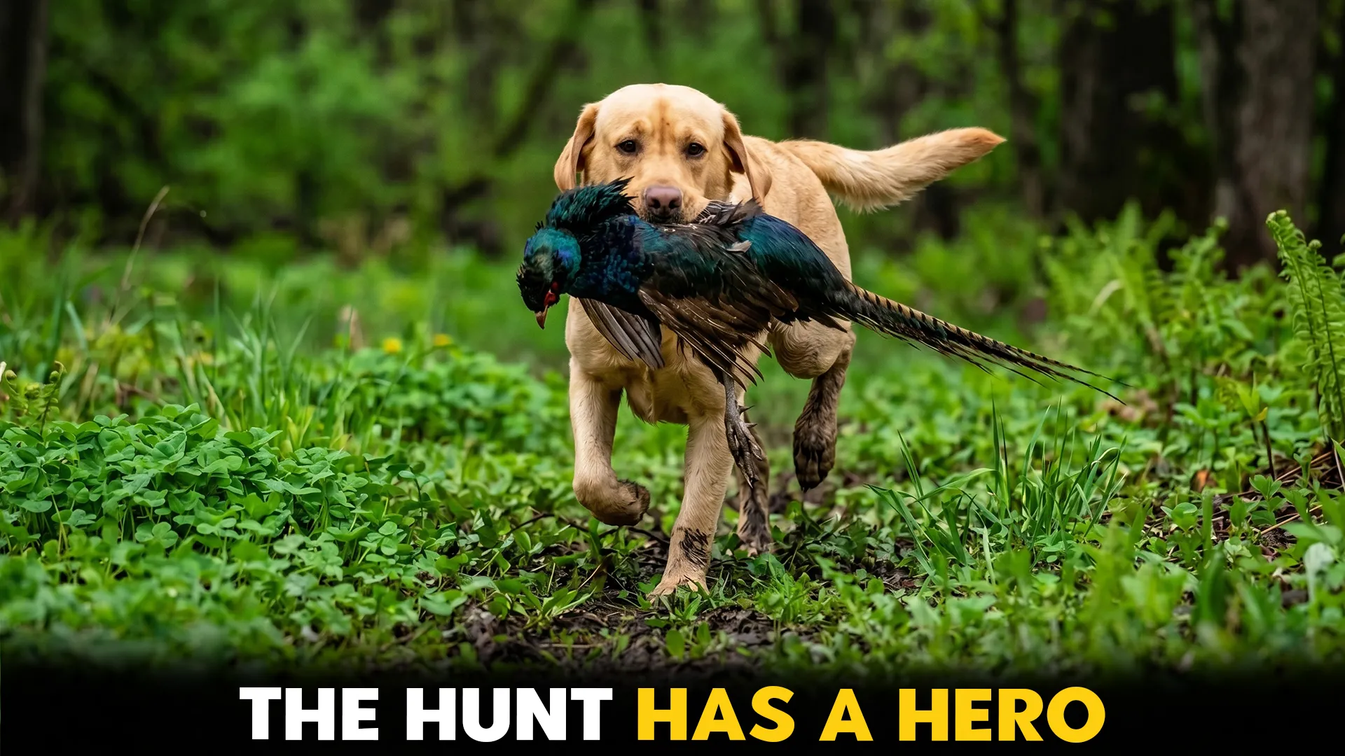 9-Best-Dog-Breeds-for-Hunters-Tracking-and-Retrieving