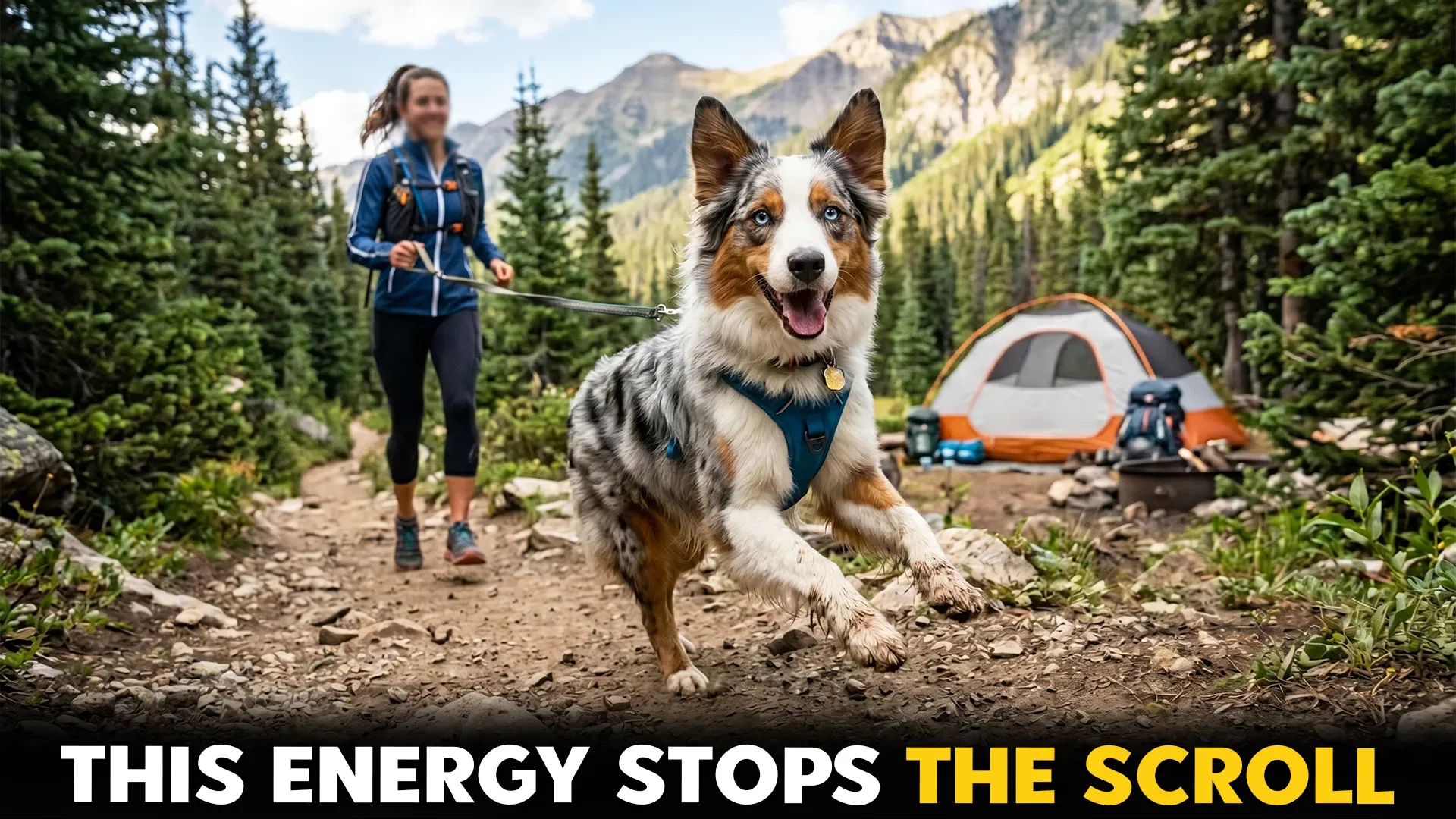 Energetic Dog Breeds Perfect for Camping and Trail Running