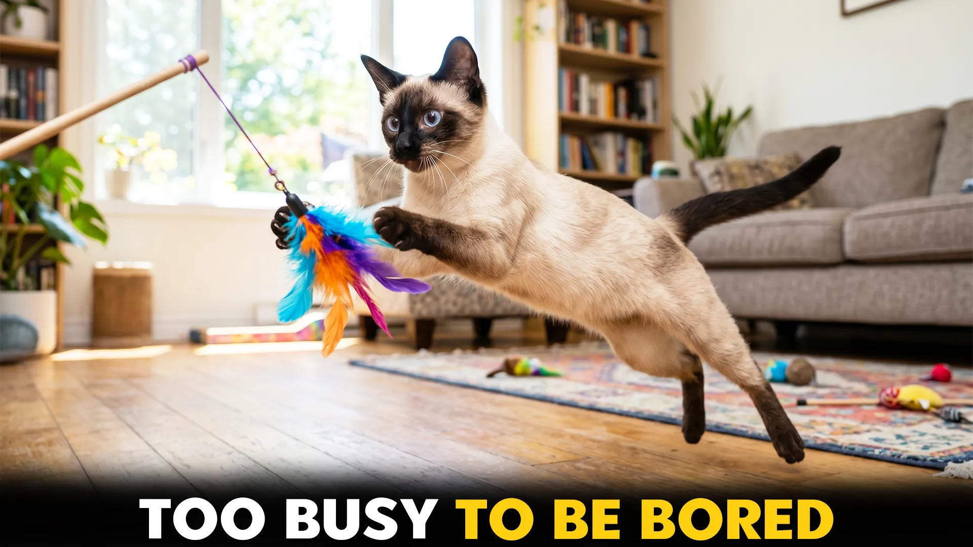 9 playful cat breeds that never get bored