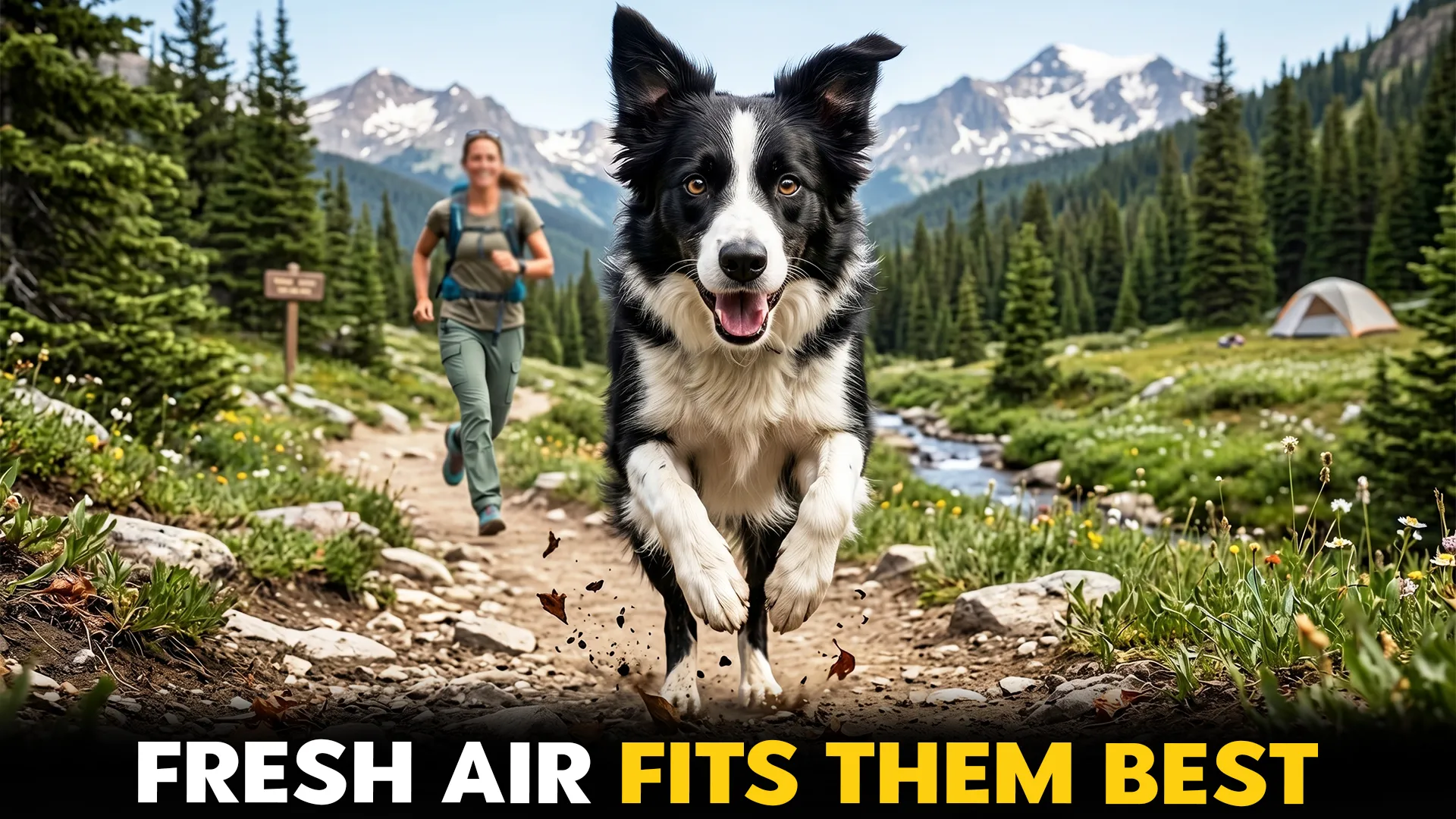 Active-Dog-Breeds-Perfect-for-a-Life-Outdoors