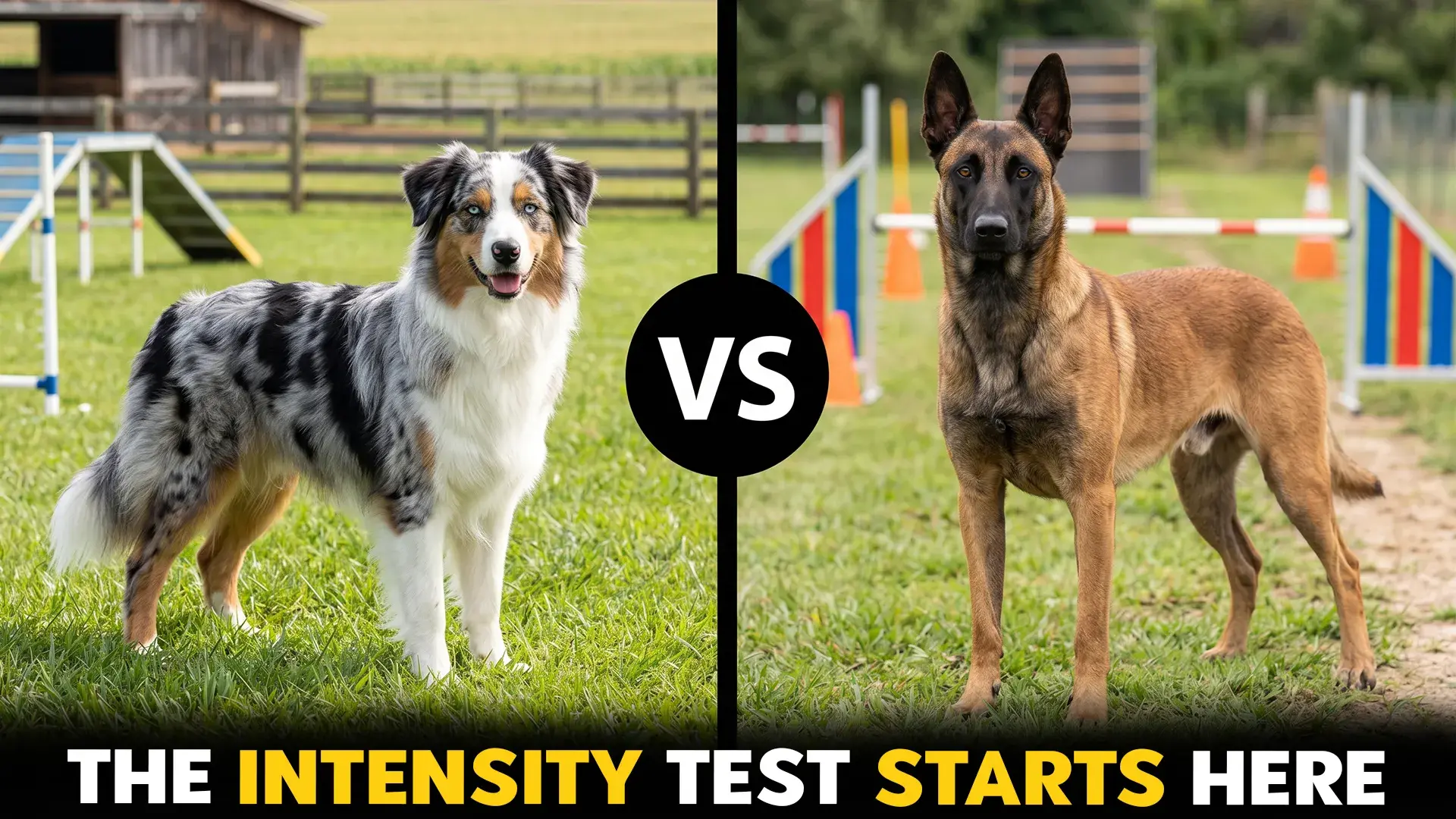 Australian Shepherd vs. Belgian Malinois: Which Dog Is More Intense?