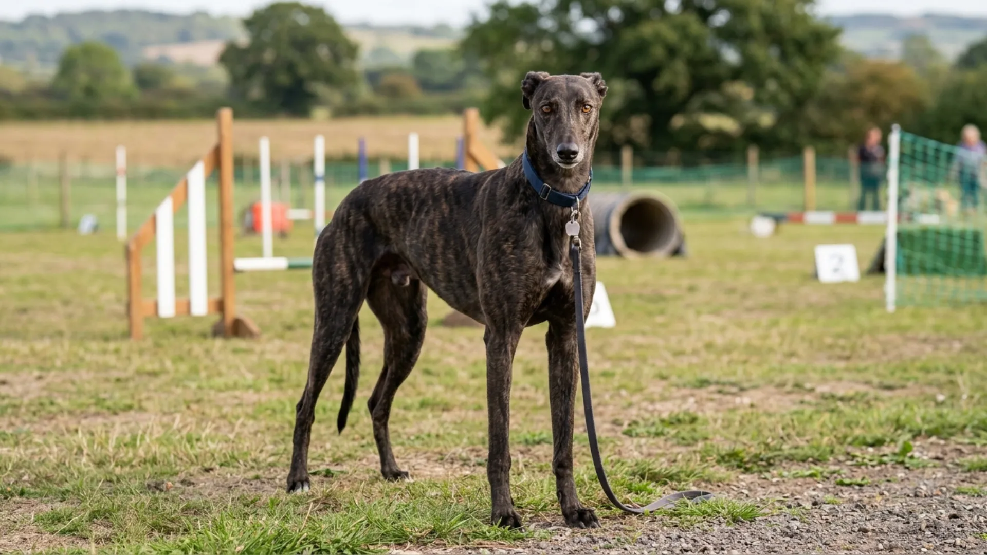 Best Dog Breed Choices for Controlling Prey Drive