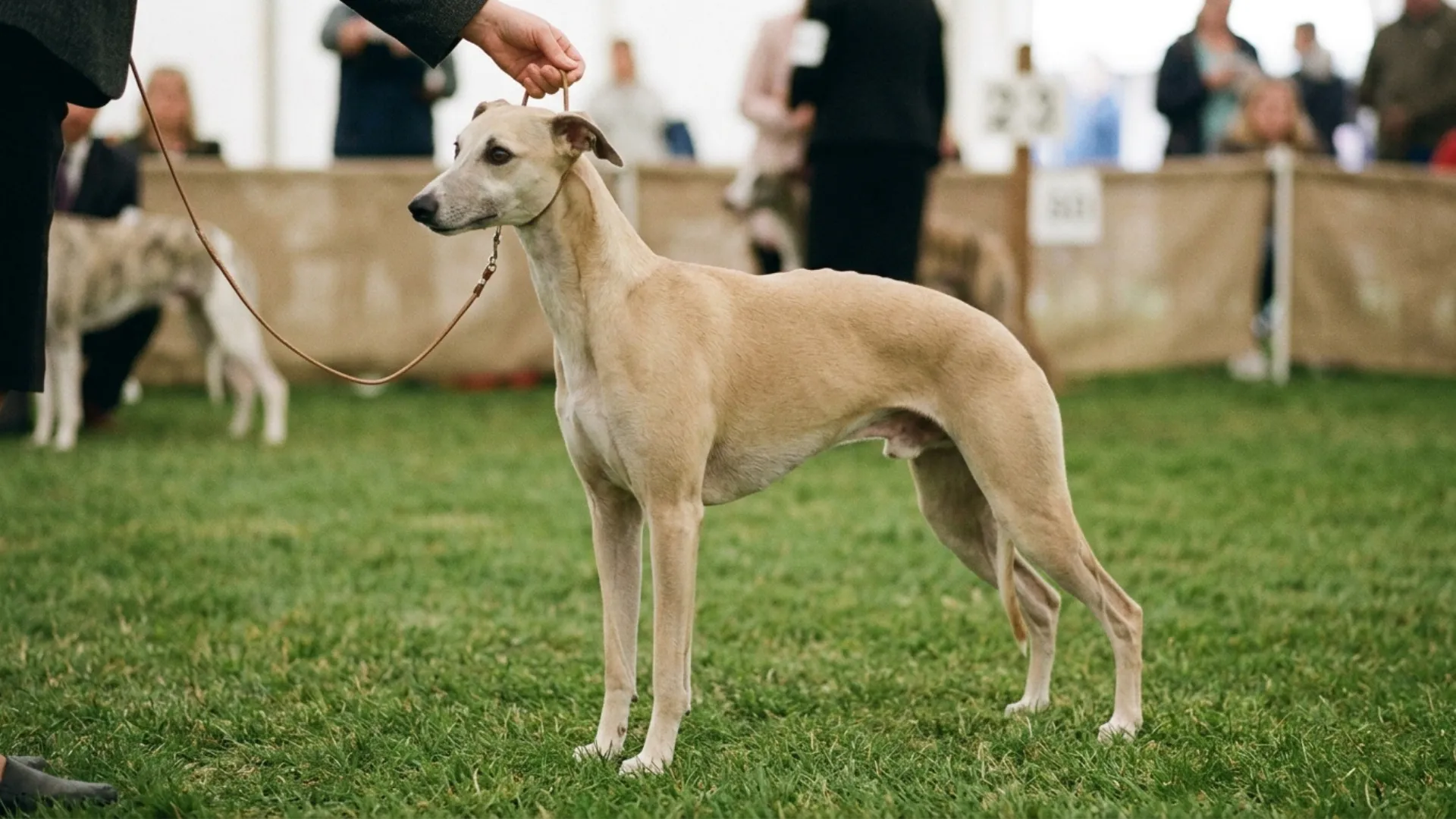 Dog Breeds That Are Naturally Quiet and Have Low‑Vocal Personalities