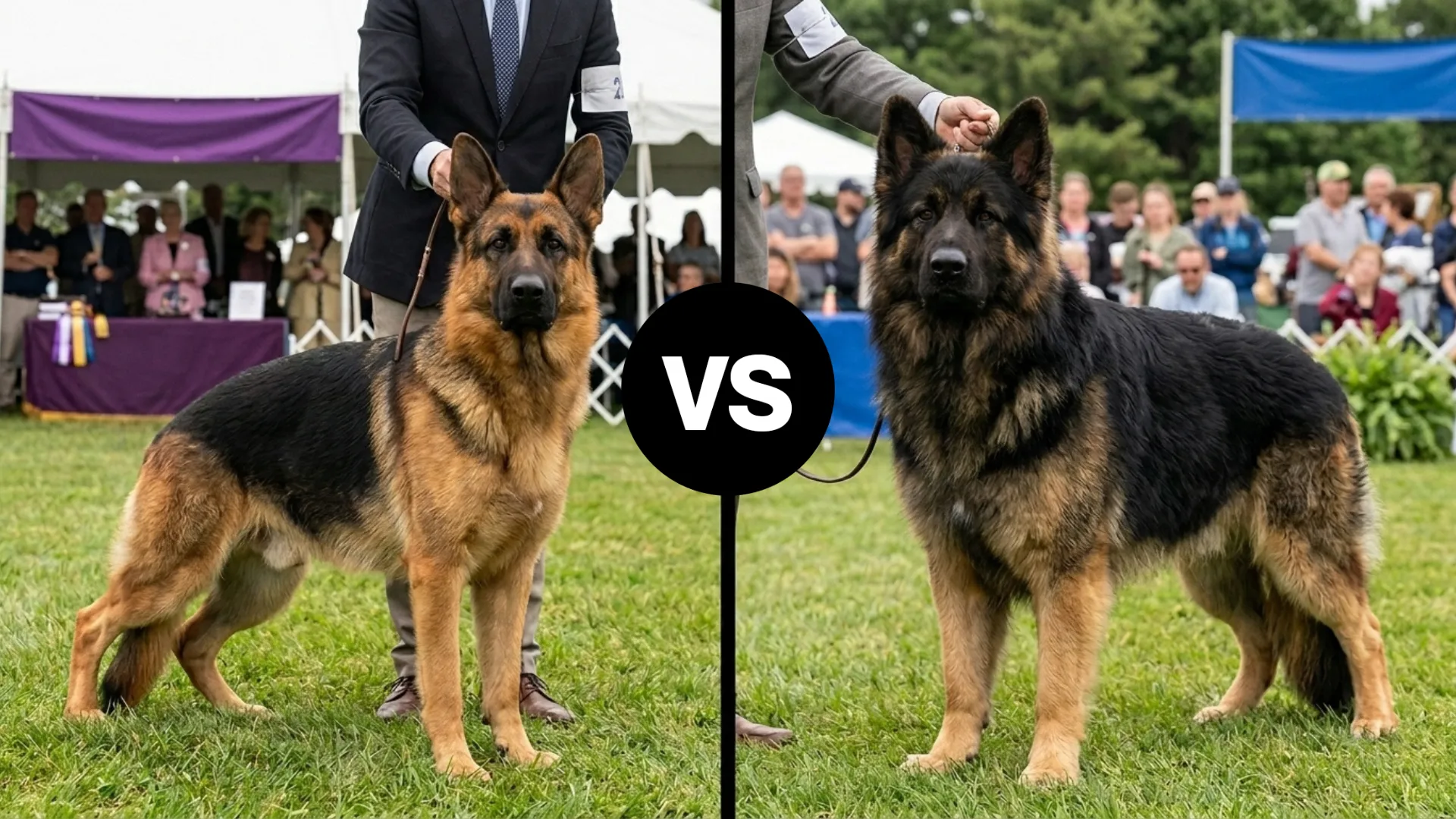 German Shepherd vs. King Shepherd Dog Breeds: Which Loyal Guardian is Right for You?
