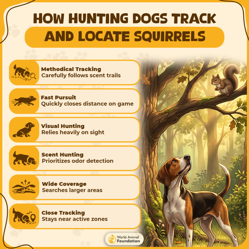 How-Hunting-Dogs-Track-and-Locate-Squirrels