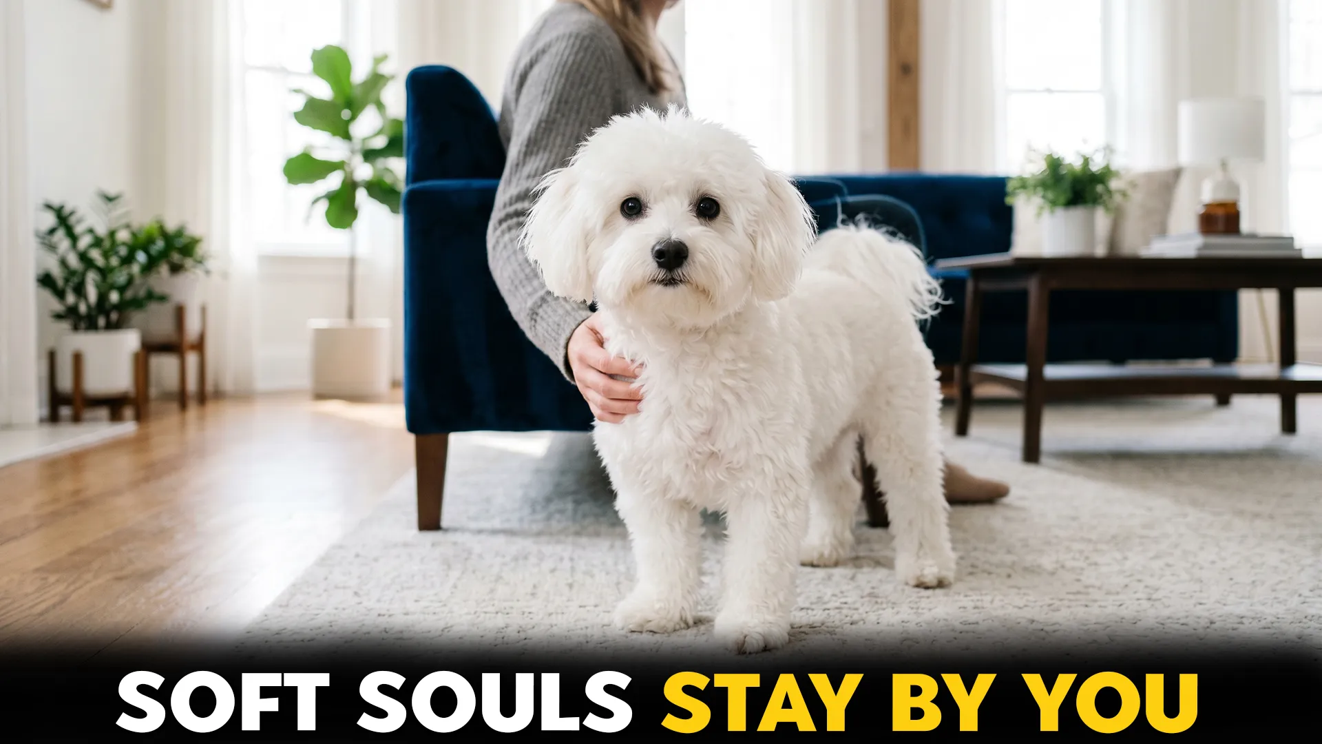 Top-10-Dog-Breeds-Known-for-Gentle-Temperament-and-Loyalty