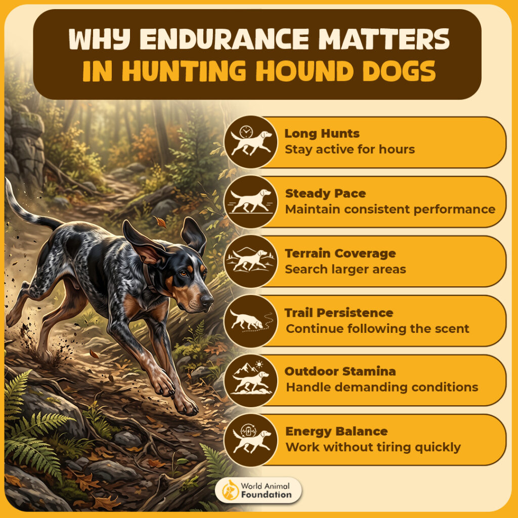 Why-Endurance-Matters-In-Hunting-Hound-Dogs