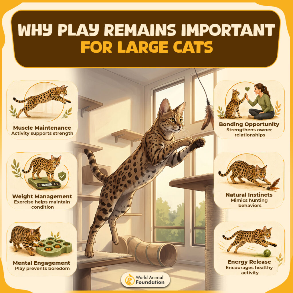 Why-Play-Remains-Important-For-Large-Cats