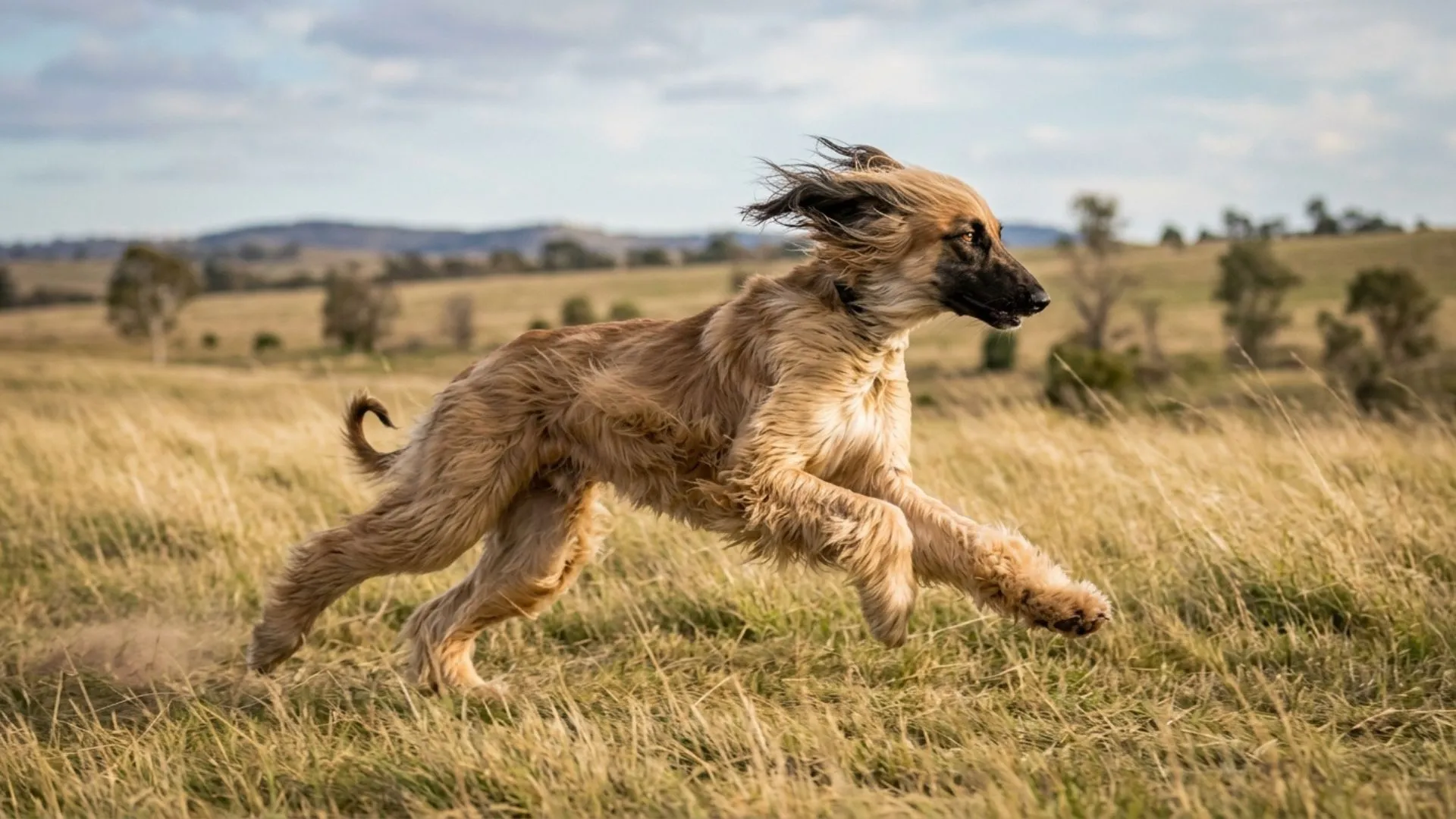 9 Dog Breeds Driven by a Powerful Prey Drive
