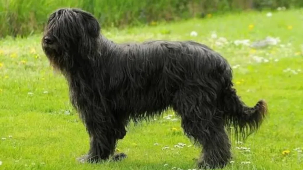 portugese (1) Portuguese Sheepdog