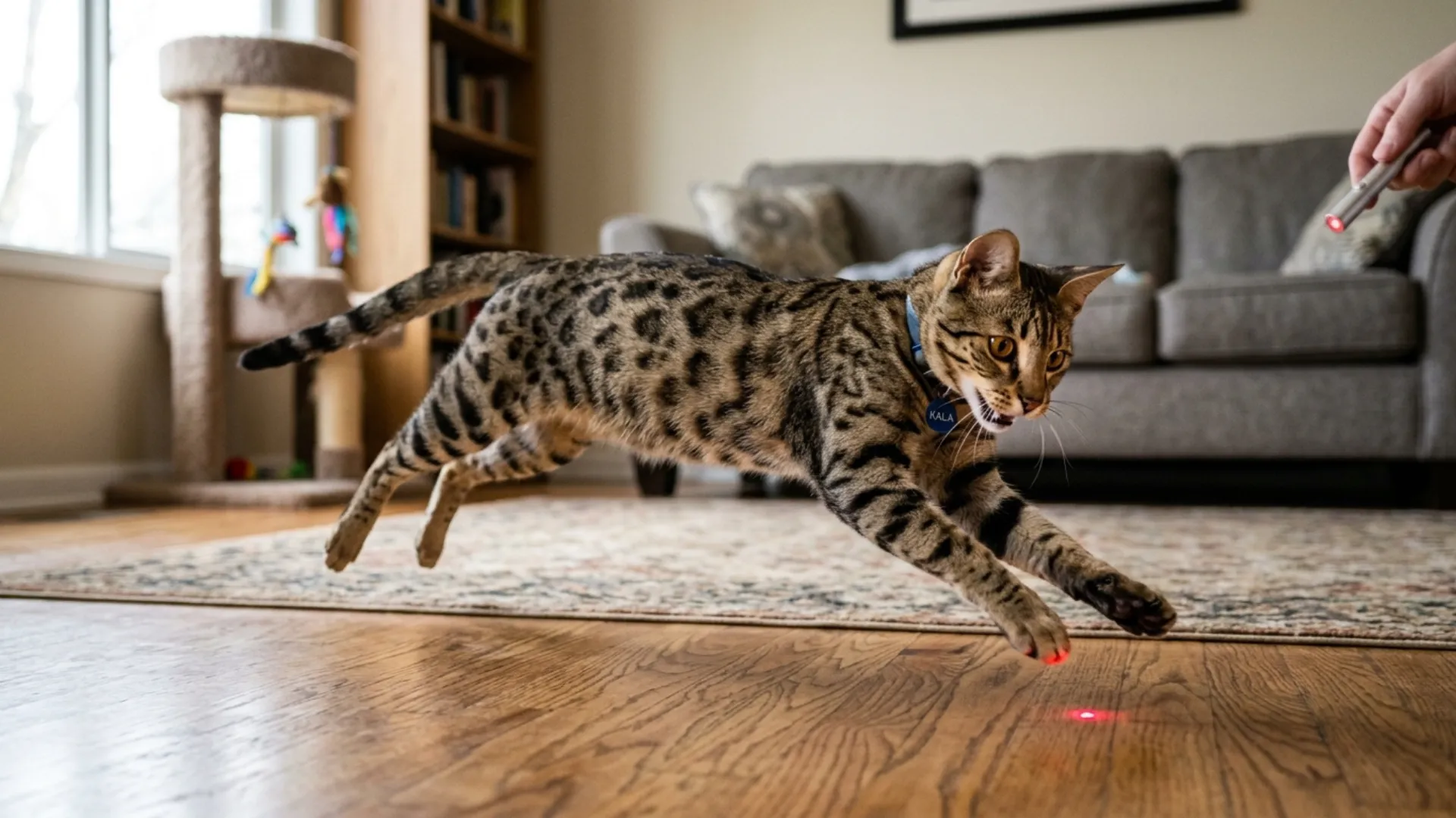7 Cat Breeds That Love Laser Play