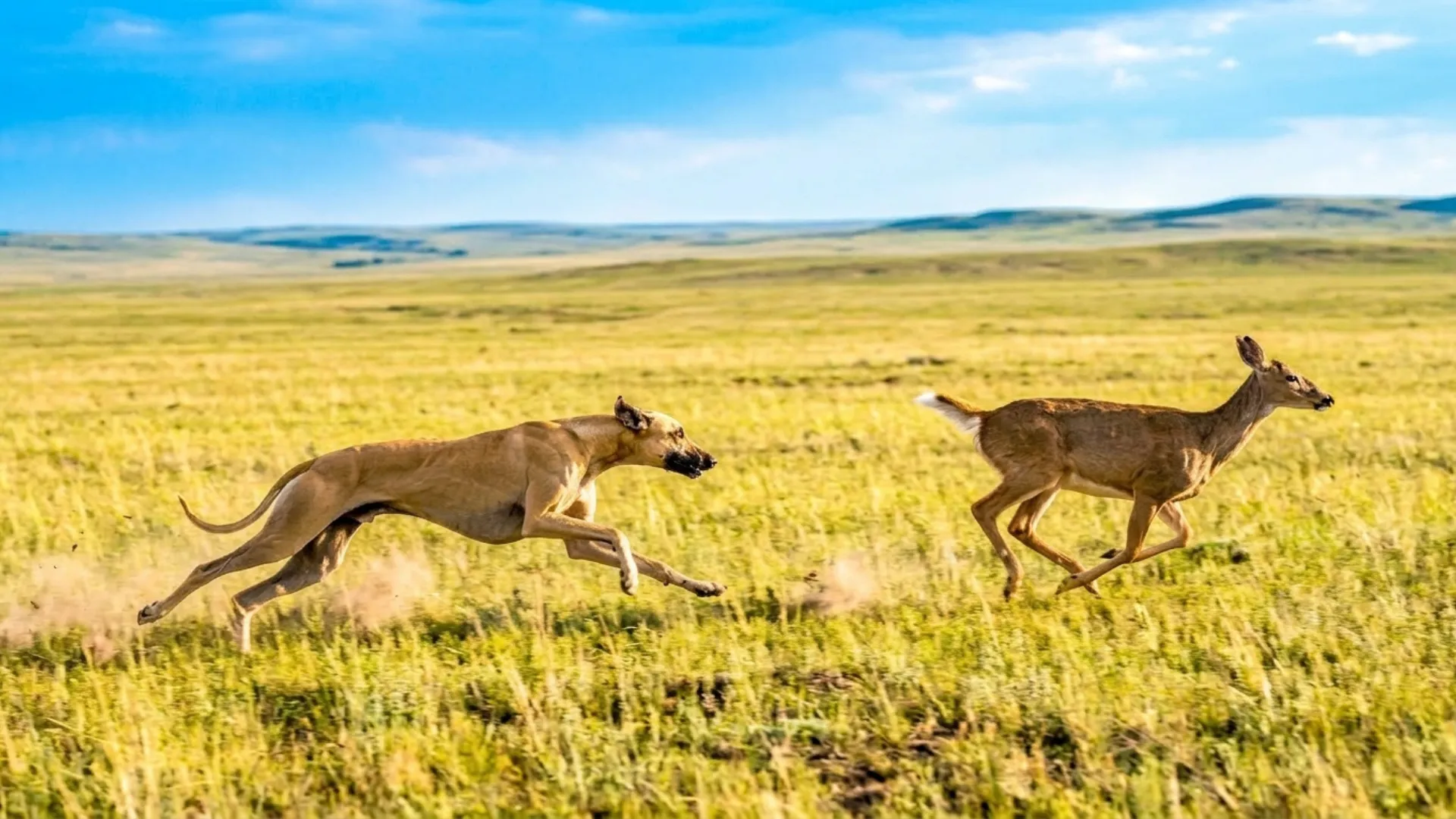 7 Dog Breeds with Lightning Speed That Chase Deer Across Plains