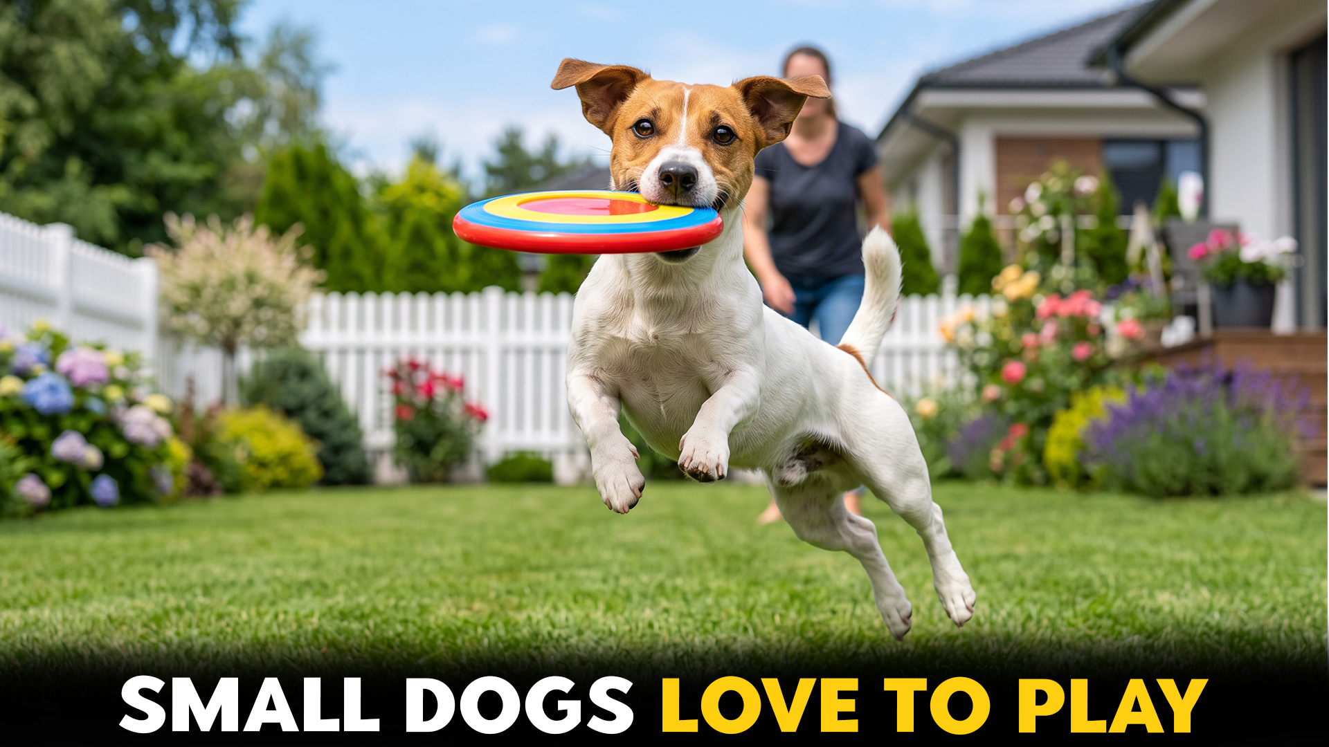 7 playful small dog breeds you'll love to have arount the house
