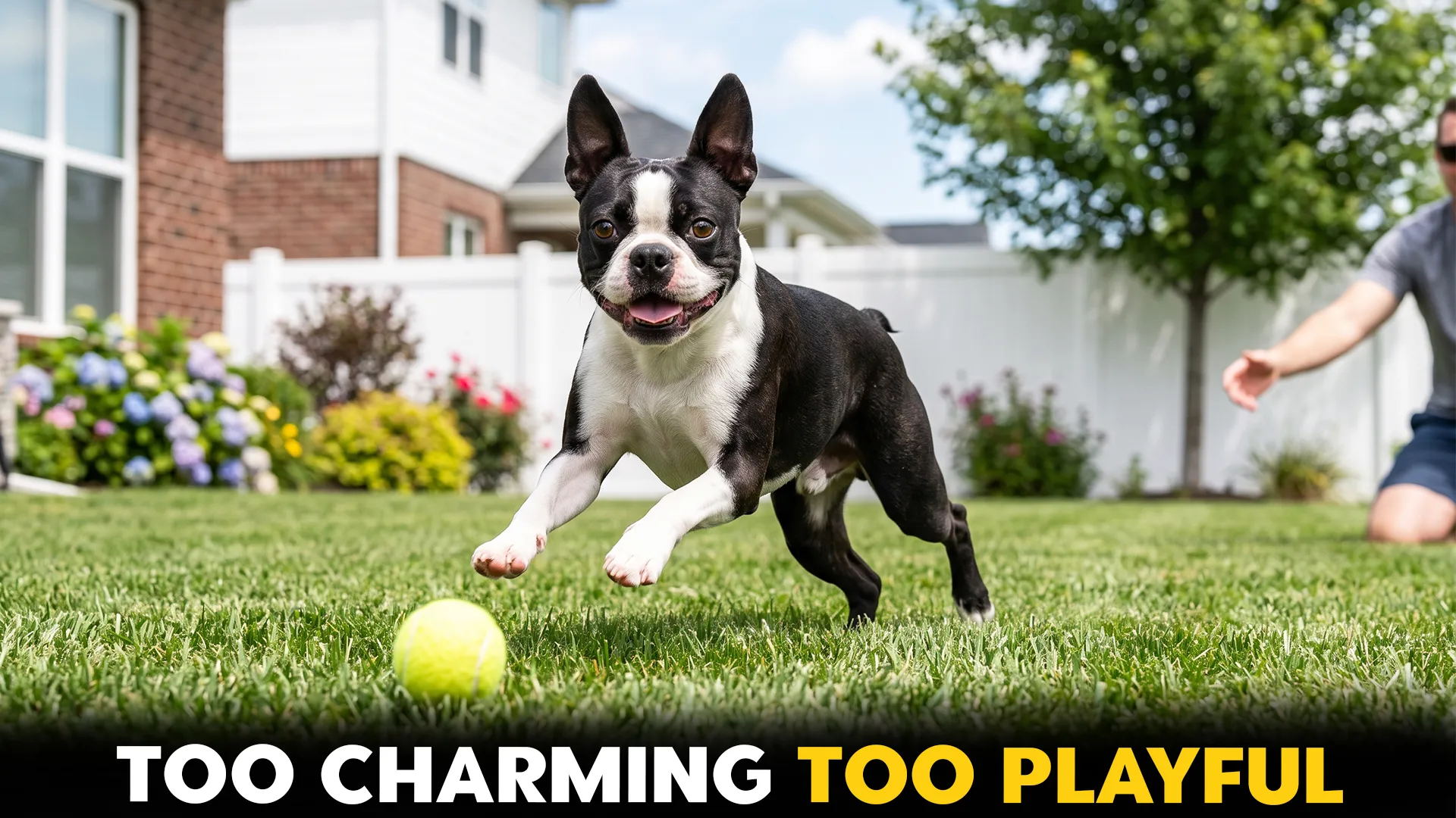 9 adorable small dog breeds that are endless
