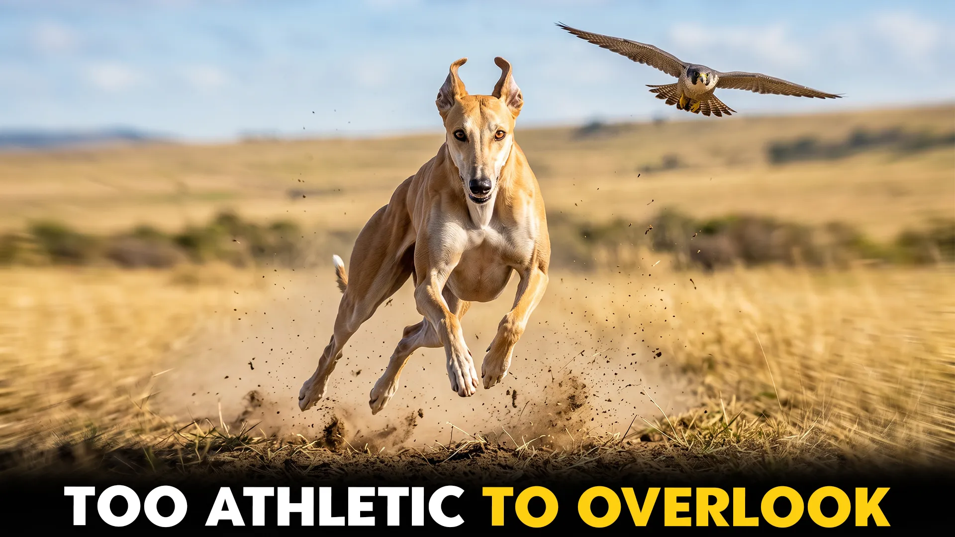 9 dog breeds exceliing at falcon like hunting speed