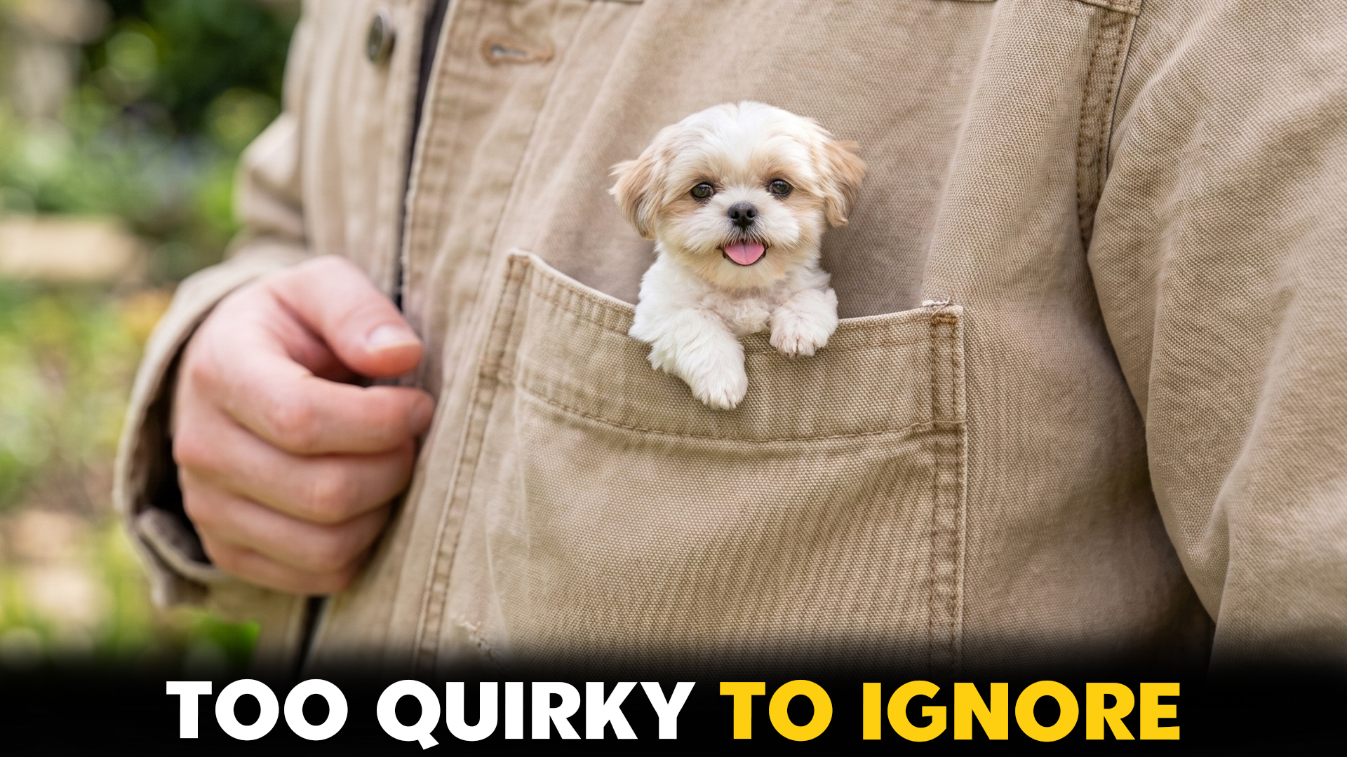 lovable pocket dog breeds and their qiurks