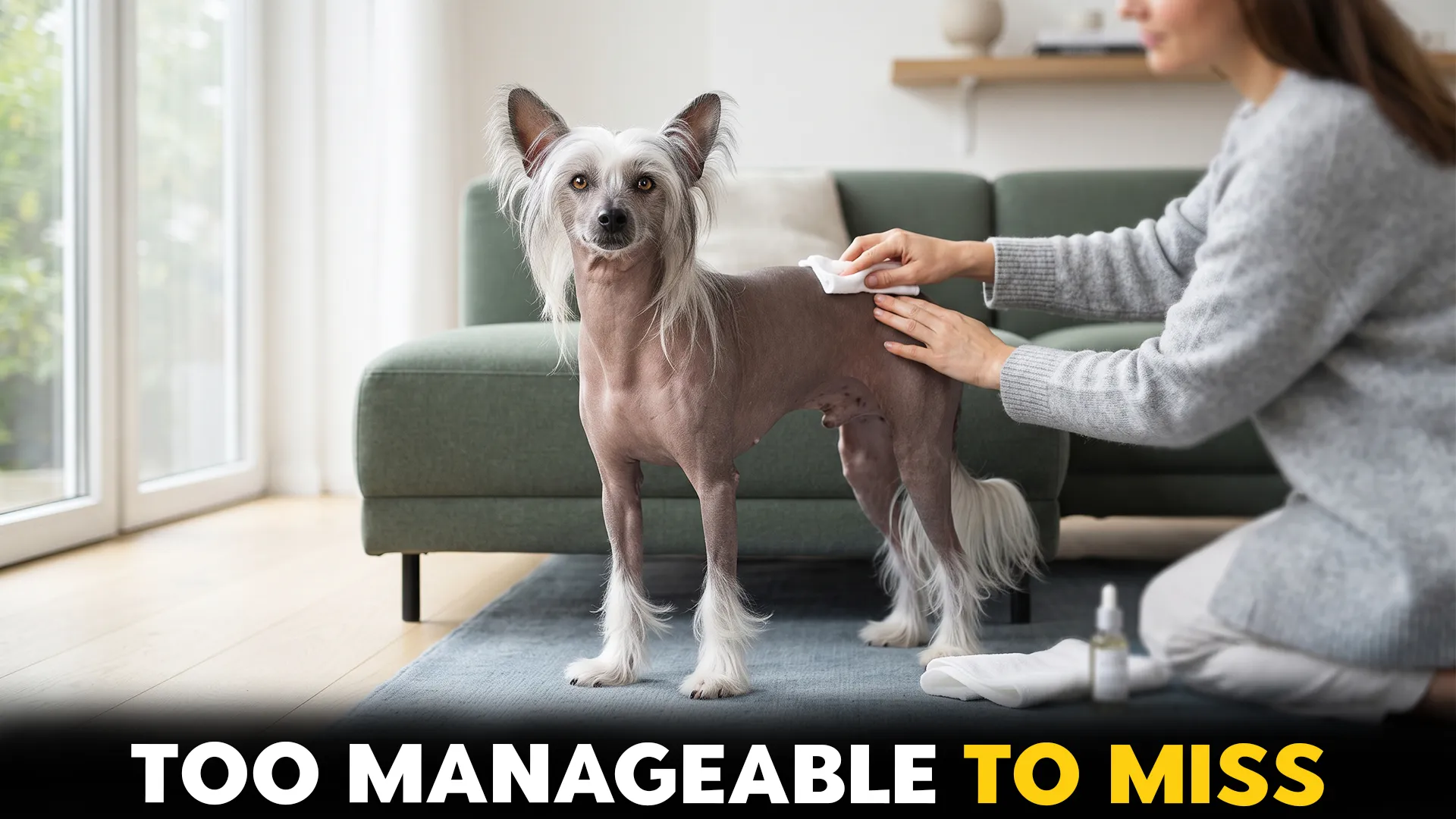 low maintenance dog breeds that fit yout lifestyle