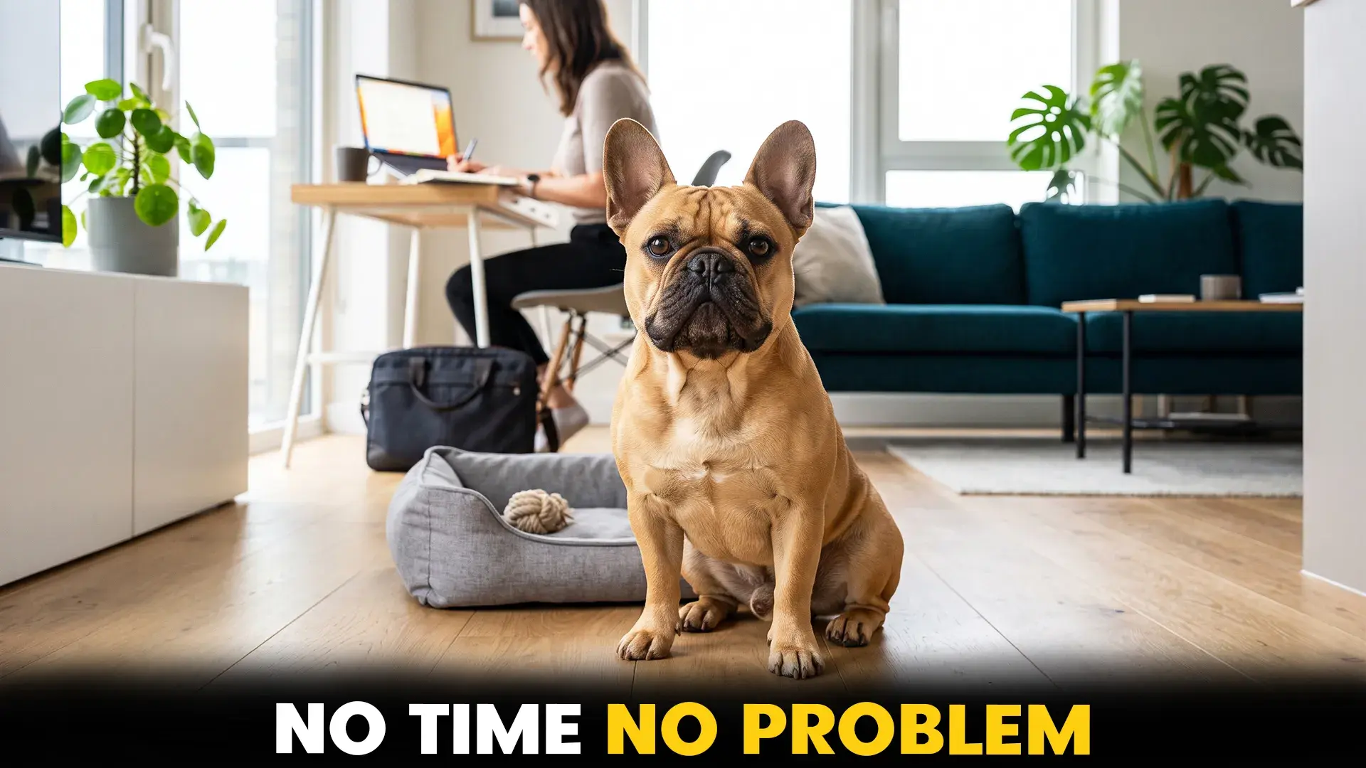 7 Low-Maintenance Dog Breeds for People With Limited Time