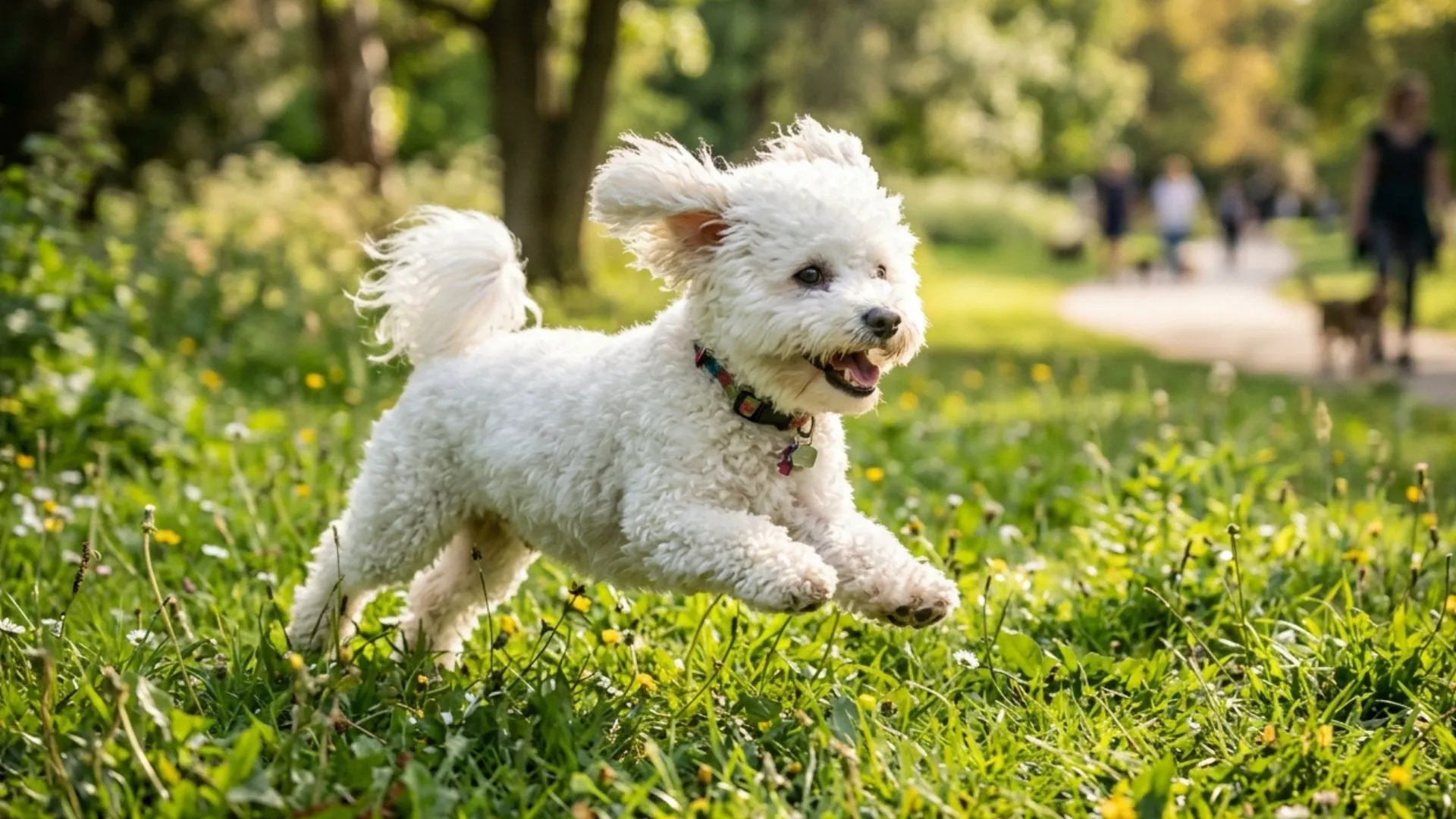 7 Small Dog Breeds Brimming with Energy and Playful Charm