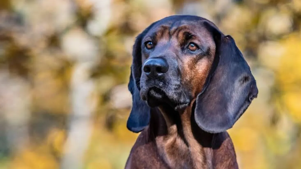 Bavarian Mountain Scent Hound