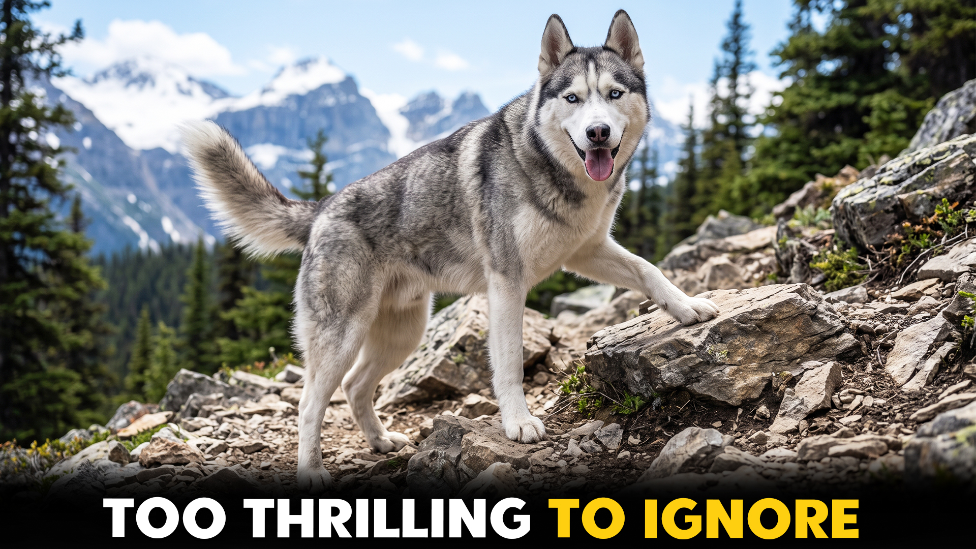 dog breeds that love a good outdoor challenge