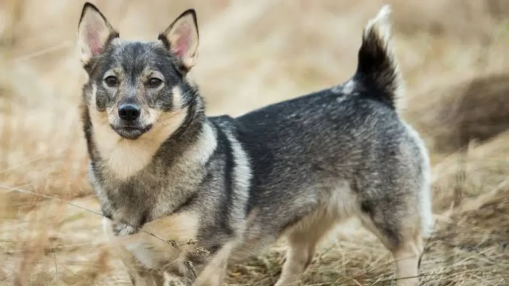 Swedish Vallhund