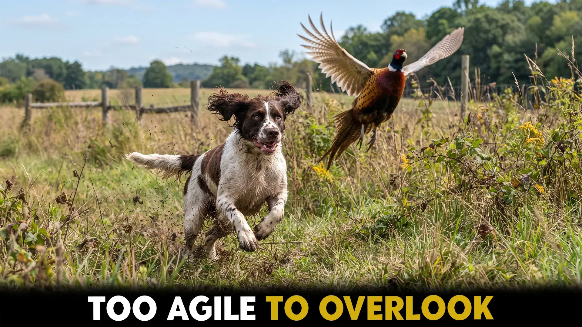 7 Dog Breeds Known for Rapid Chase of Wild Birds