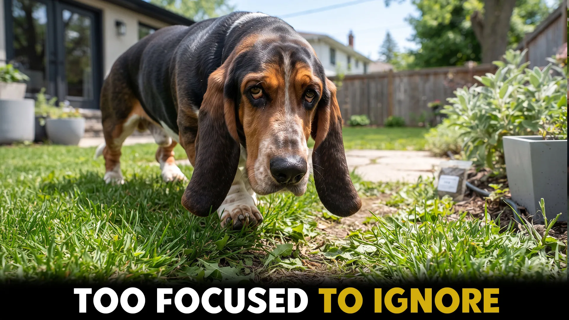 9 Dog Breeds Featuring The Most Powerful Sense Of Smell