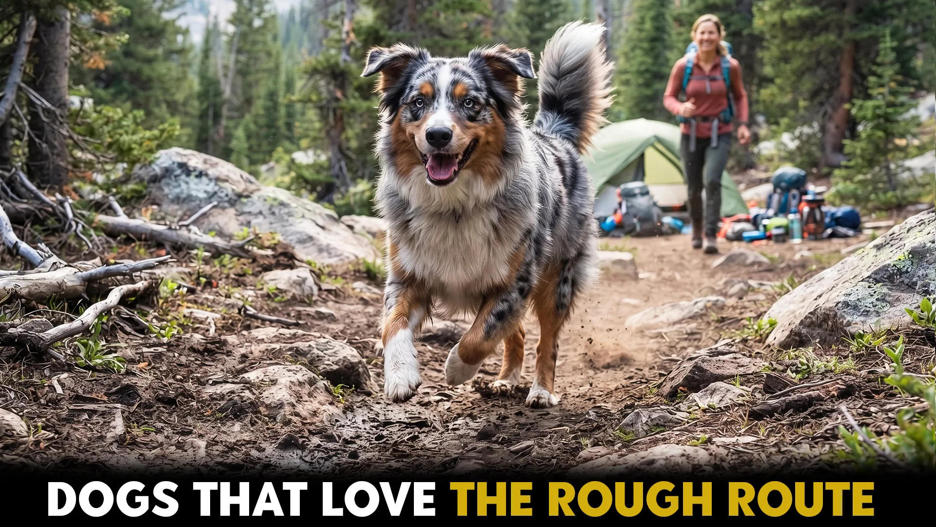 9 off road dog breeds perfect for camping trial runs