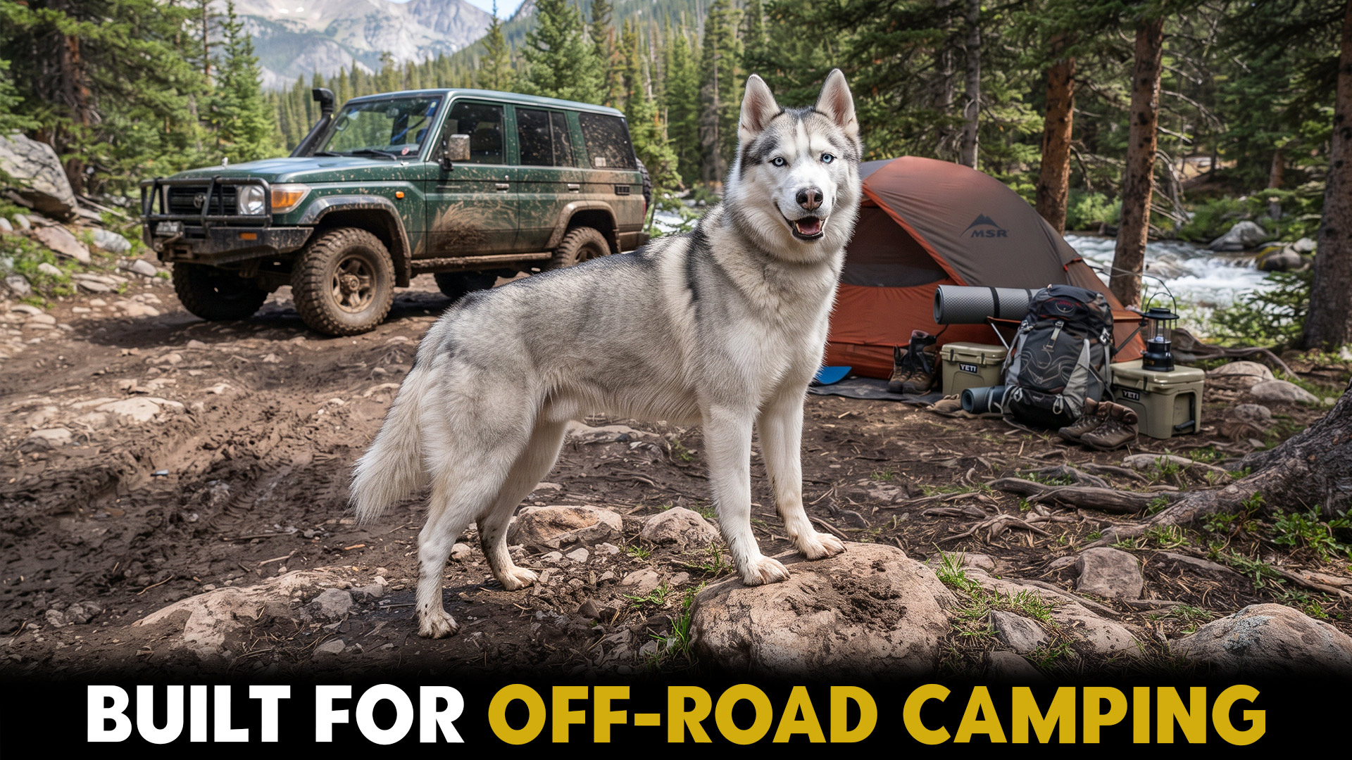 9 dog breeds that love off road camping