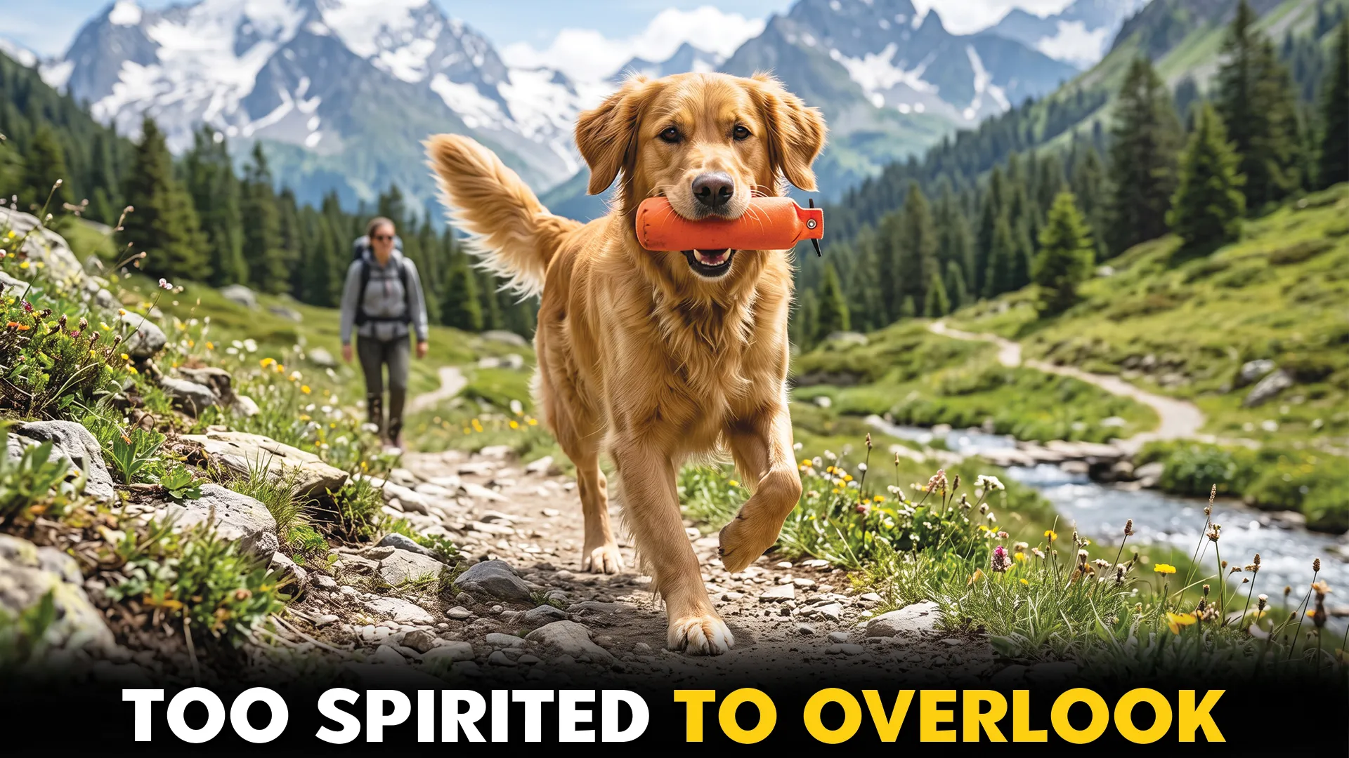 9 Amazing Dog Breeds Built for Outdoor Pursuits