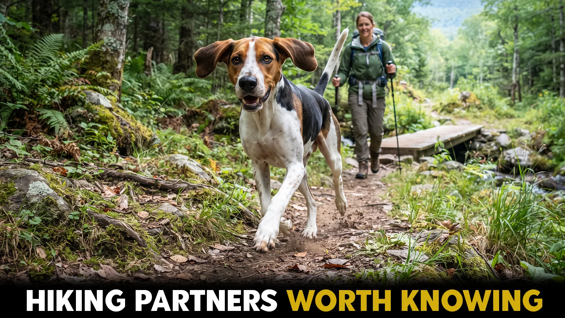 7 Amazing Dog Breeds for Active Lifestyles and Trails