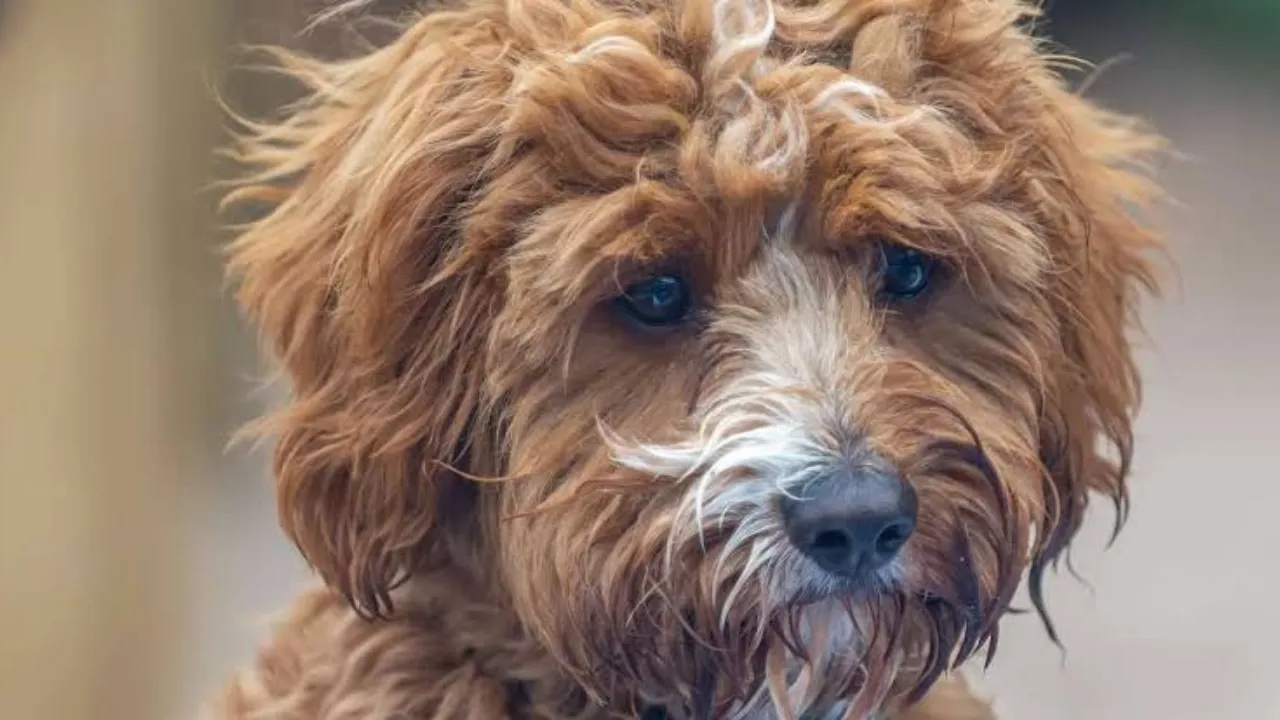 Cavapoo