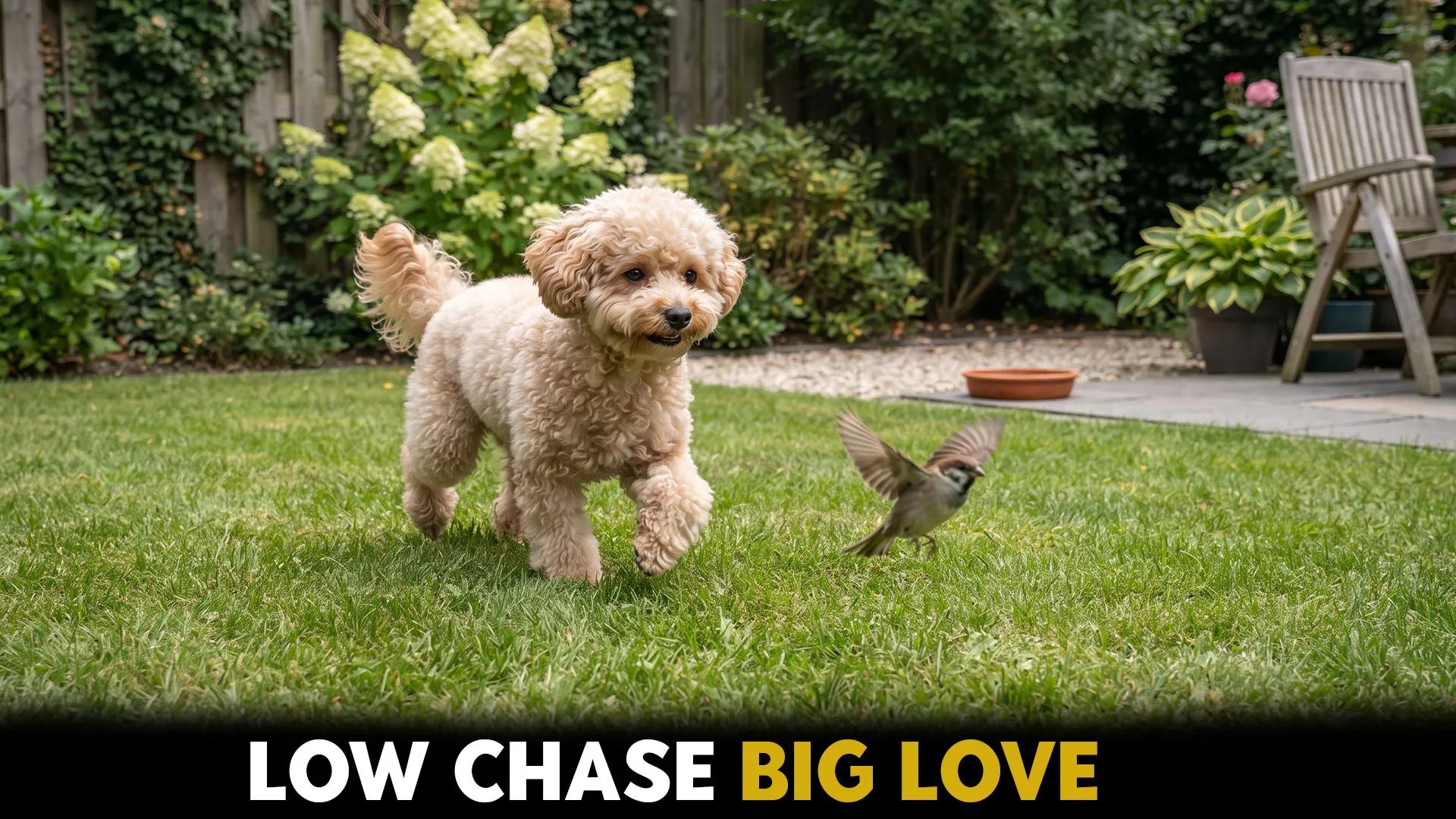 dog breeds with low prey drive