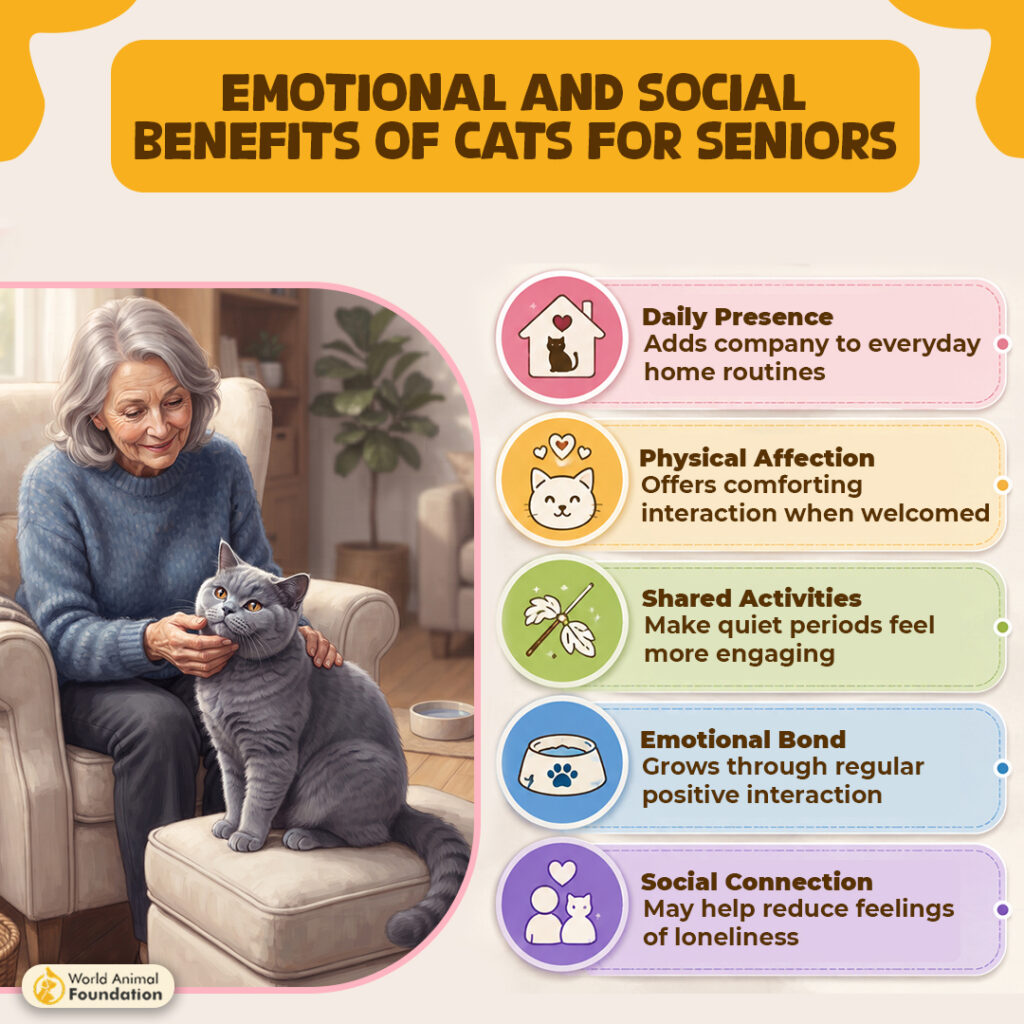 Emotional-and-Social-Benefits-of-Cats-for-Seniors