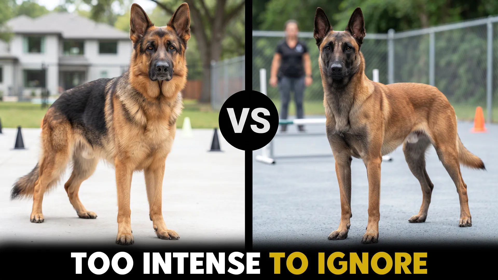 german shepherd vs belgian mailinois