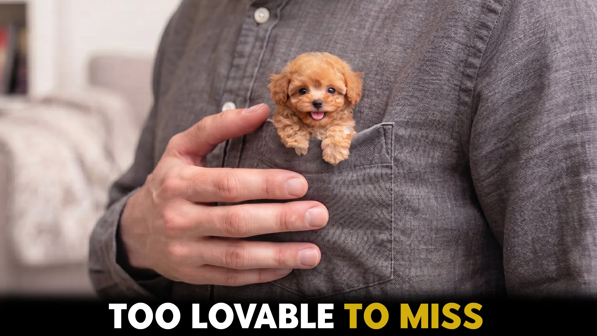 lovable pcket dog