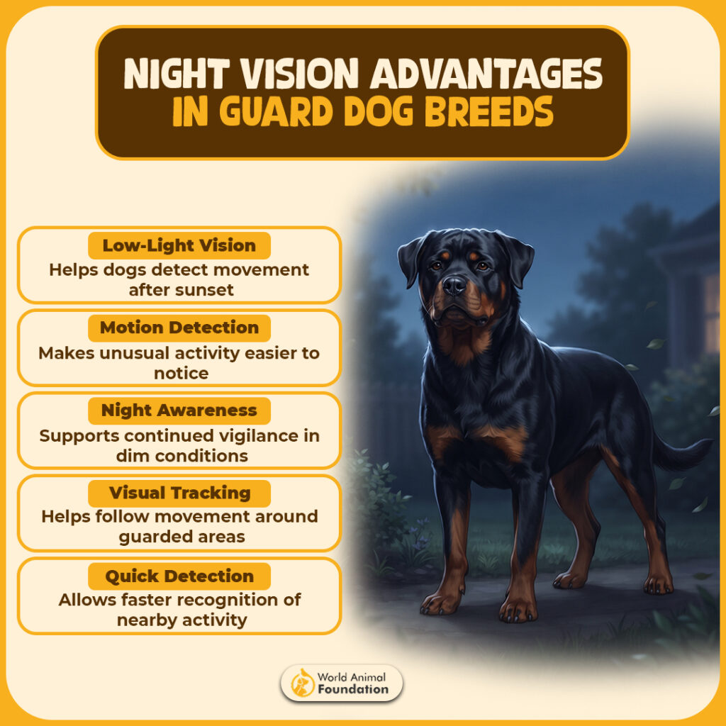 Night-Vision-Advantages-in-Guard-Dog-Breeds